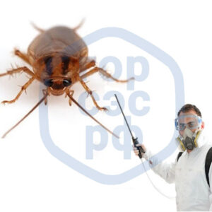Дезинфекция насекомых в загородных домах и коттеджах