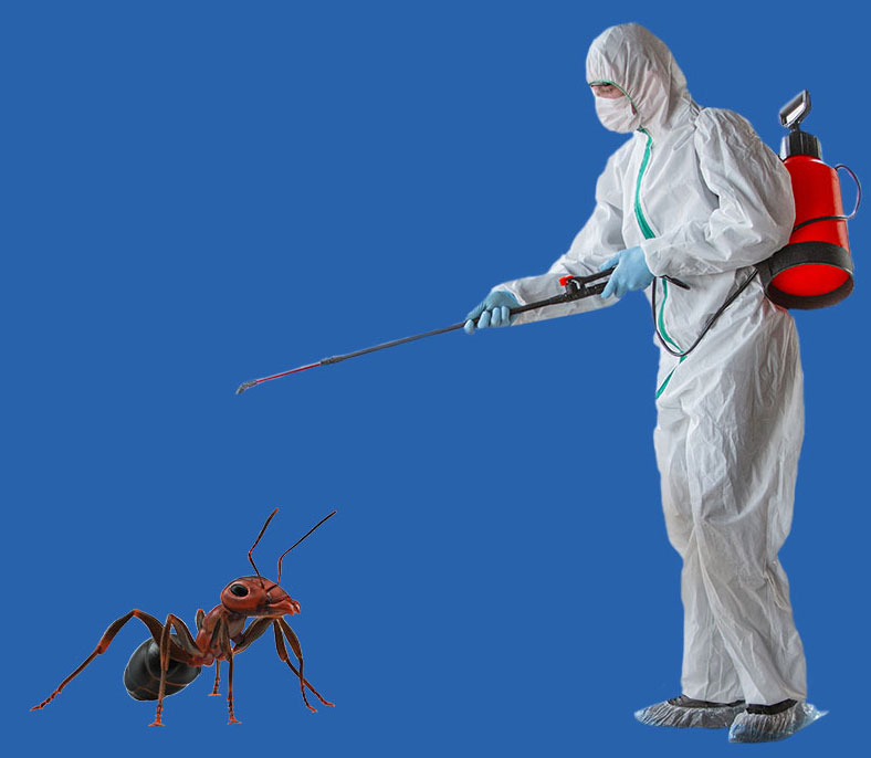 Травля муравьев в Новосибирске